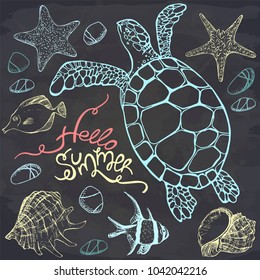 Vector illustration of tropical fish and sea turtle on chalkboard. Hello summer. Perfect for invitations, greeting cards, postcard, banners.