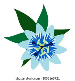 Vector illustration. Tropical flora or plants. Flower blossom. Passiflora