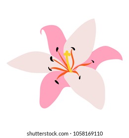 Vector illustration. Tropical flora or plants. Rose lily