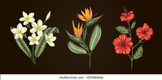 Vector illustration of tropical flower bouquets isolated on white background. Bright realistic hibiscus, strelitzia, plumeria. Floral tropic design elements