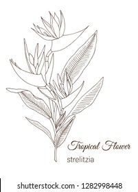Vector illustration of tropical flower isolated on white background. Hand drawn strelitzia. Floral outline. Coloring page. Sketch style. Tropic design elements