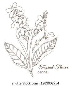 Vector illustration of tropical flower isolated on white background. Hand drawn canna. Floral outline. Coloring page. Sketch style. Tropic design elements