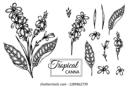 Vector illustration of tropical flower isolated on white background. Hand drawn canna. Floral graphic black and white illustration. Tropic design elements. Line shading style