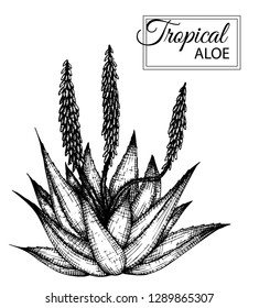 Vector illustration of tropical flower isolated on white background. Hand drawn aloe. Floral graphic black and white illustration. Tropic design elements. Line shading style