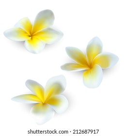 Vector illustration of Tropical flowers - Frangipani (Plumeria), isolated on white background