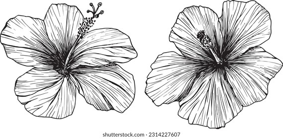 Ilustración vectorial de flores y hojas tropicales. Clipart of hibiscus, boceto de tinta sin fondo. Elementos aislados para el diseño de tarjetas, embalajes, tatuajes, logotipos