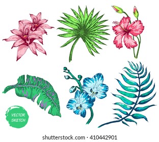 Vector Illustration of tropical Flowers and Palm in Sketch Style for Design, Website, Background, Banner. Doodle Summer Plant Element Template in color. Beach Botany