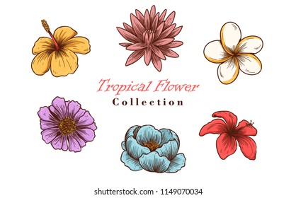 Vector Illustration of tropical Flowers in Sketch Style for Design, Website, Background, Banner. Tropical Flowers Doodle Summer Plant Element Template in tropical color. Tropical Flowers Beach Botany