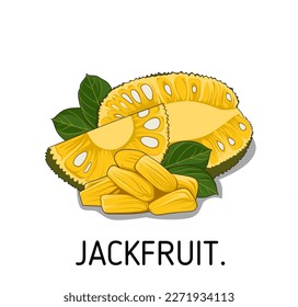 vector illustration of tropical fruit called jack fruit or nangka