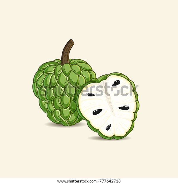 vector illustration of tropical fruit known as custard\
apple 