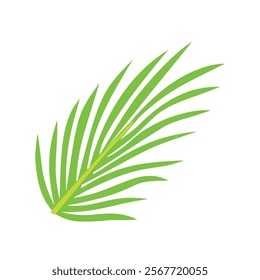  Vector illustration of Tropical green palm tree leaf or coconut leaf isolated