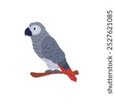 Vector illustration with a tropical grey parrot sitting on a branch, isolated on a white background. An exotic cute bird with a long red tail and a big beak