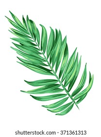 vector illustration of a tropical leaf. Artistic brush stokes create a layered botanical illustration of a palm. single isolated element for decoration, fashion. Nature, tree, aloha colors.