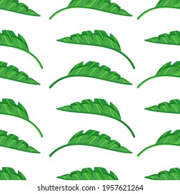 Vector illustration of a tropical leaf pattern. The outer organ of the plant. Green monster leaf on isolated transparency. tropical leaves.