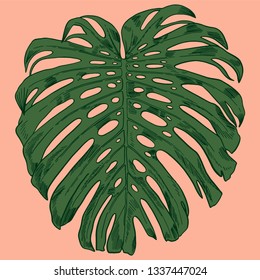 Vector illustration with tropical monstera leaves exotic jungle