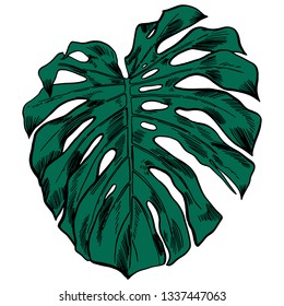 Vector illustration with tropical monstera leaves exotic jungle