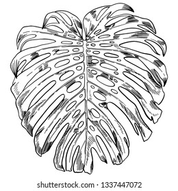 Vector illustration with tropical monstera leaves exotic jungle