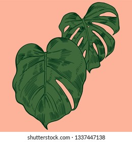 Vector illustration with tropical monstera leaves exotic jungle