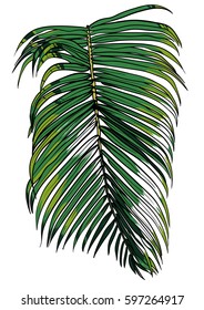 vector illustration of a tropical palm leaf. Nature, tree, aloha colors.