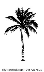 Vector illustration of a tropical palm tree, single element. Line drawing, doodle style. Hand drawn realistic illustration of an exotic tree for design and decoration. Tropics, sea, beach holiday.