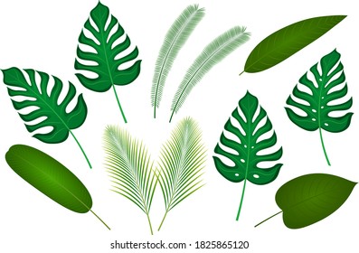 Vector illustration of tropical plants. Background, nature.