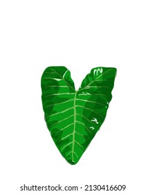 Ilustración vectorial de una hoja de taro tropical aislada en el fondo blanco