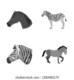 Vector illustration of trot and running logo. Set of trot and clipart stock symbol for web.