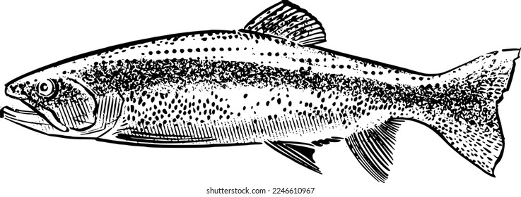 vector illustration the trout