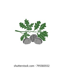 Vector illustration of a truffle on a background of an oak branch with acorns.