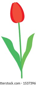 
Vector illustration of the tulip