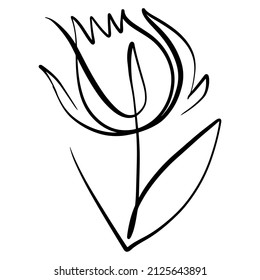 eine Vektorgrafik einer Tulpe, eine Doodle-Kunstblume wird mit einer Linie verschiedener Dicke gezeichnet