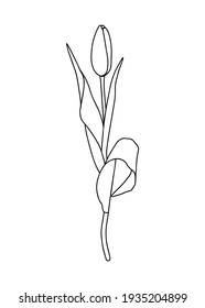 Vector illustration of a tulip. Doodle style. Suitable for design, printing, decoration, textiles, paper and colorings.