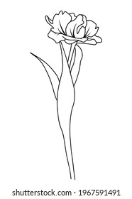 Vector illustration of a tulip. Doodle style.