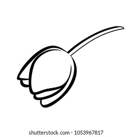Vector illustration, tulip flower in black and white colors