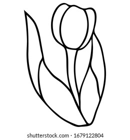 vector illustration, tulip flower, doodle graphic design, black and white design, isolate on a white background