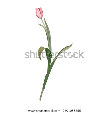 Vector illustration of a tulip flower. Realism drawing. Isolated on white background.