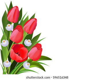 Vector Illustration. Tulip flowers.