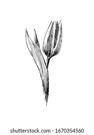 Vector illustration of a tulip in graphic technique