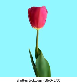 vector illustration of tulip isolated on blue background