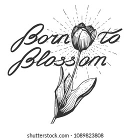 Vector illustration of a tulip in sunburst with hand drawn calligraphy lettering composition Born to blossom. Vintage engraving style.