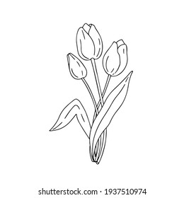 Vector illustration of tulips in doodle style on a white isolated background. The drawing can be used for prints, decorative design of printing, stickers.