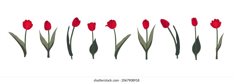 La ilustración vectorial de los tulipanes incluye nueve flores mostradas desde diferentes ángulos y cinco tallos compatibles con hojas.