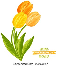 Vector illustration of tulips. Watercolor floral illustration. Floral design elements.Global color used.