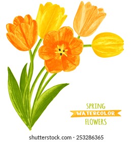 Vector illustration of tulips. Watercolor floral illustration. Floral design elements.Global color used.