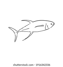 Vector illustration of tuna. Vector illustration can be used for creating logo and emblem for fishing clubs, prints, web and other crafts. tuna fish, vector sketch on white background