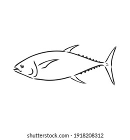 Vector illustration of tuna. Vector illustration can be used for creating logo and emblem for fishing clubs, prints, web and other crafts. tuna fish, vector sketch on white background