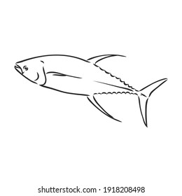 Vector illustration of tuna. Vector illustration can be used for creating logo and emblem for fishing clubs, prints, web and other crafts. tuna fish, vector sketch on white background