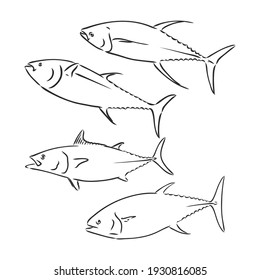 Ilustración vectorial del atún. La ilustración vectorial puede utilizarse para crear logotipo y emblema para clubes de pesca, impresiones, web y otras artesanías.