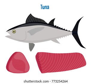 Vector illustration of tuna. Sea fish steak or fillet isolated on white