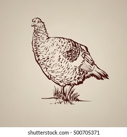 Vector illustration of turkey in hand drawn sketch style. Line ink style illustration. Template for business card poster banner print for t-shirt.